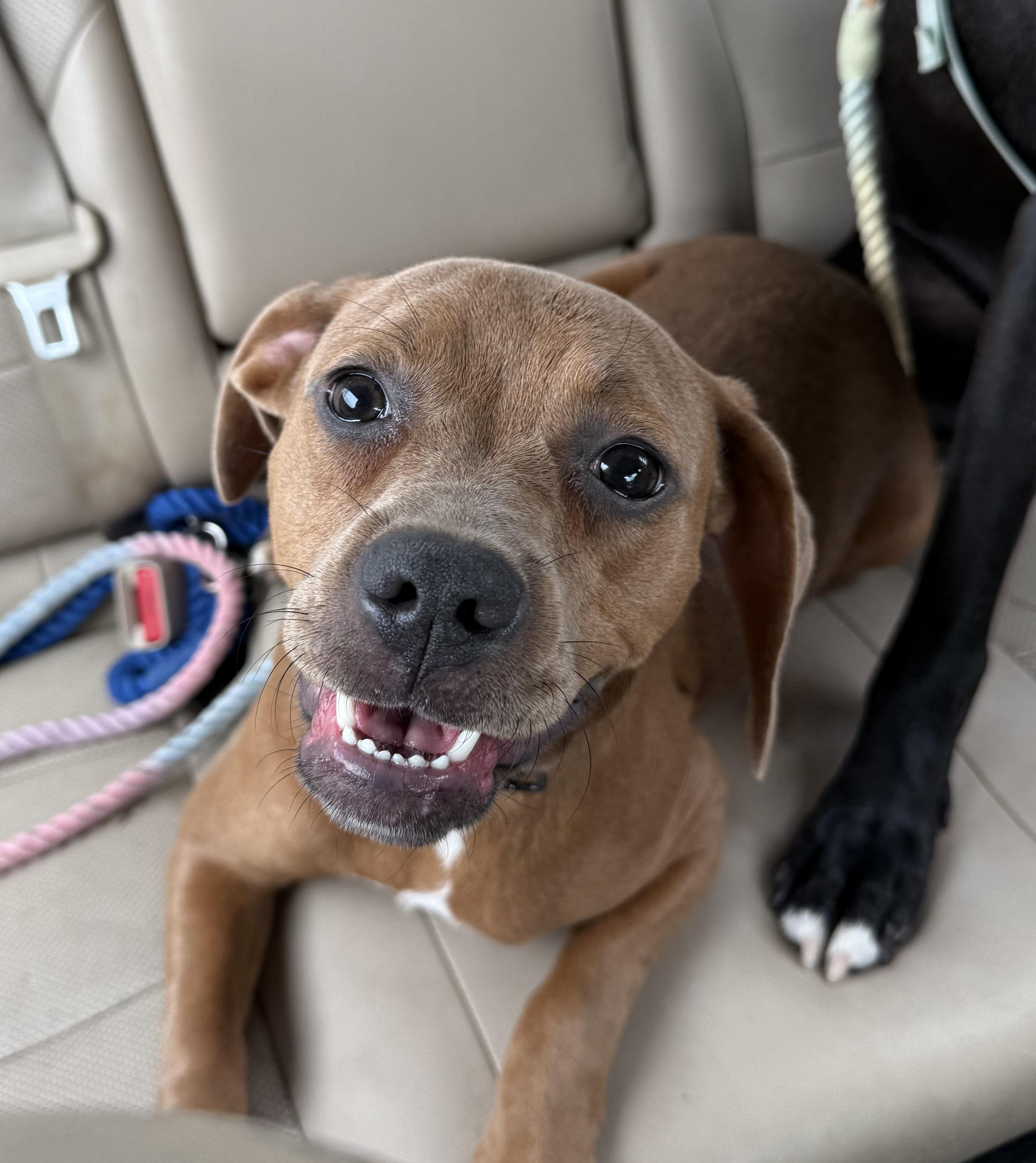 Enlarge Etta Mae, a Adopted mixed breed in INDIANAPOLIS, IN image 3/6