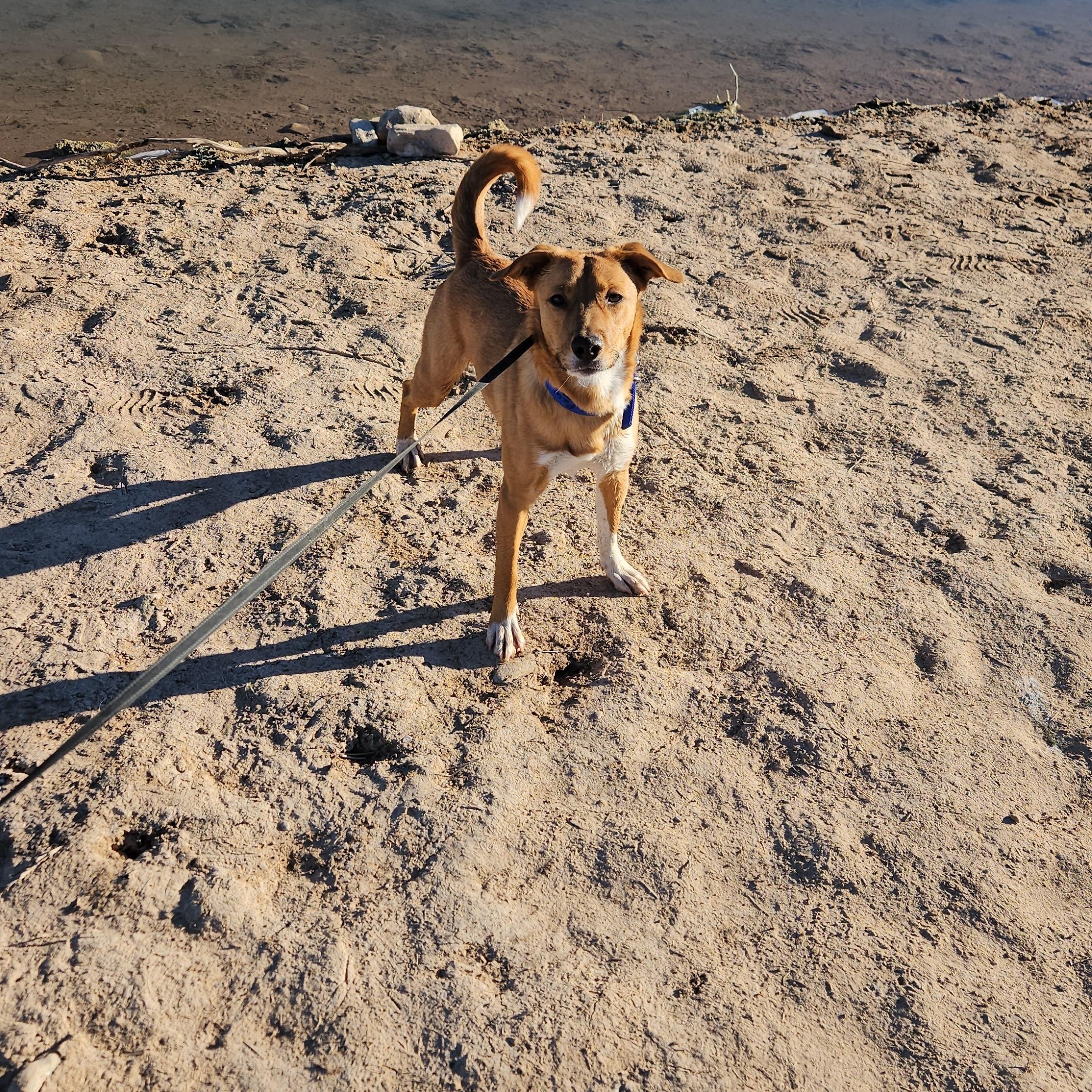 Enlarge Batman, a Adoptable mixed breed in Nucla, CO image 2/2