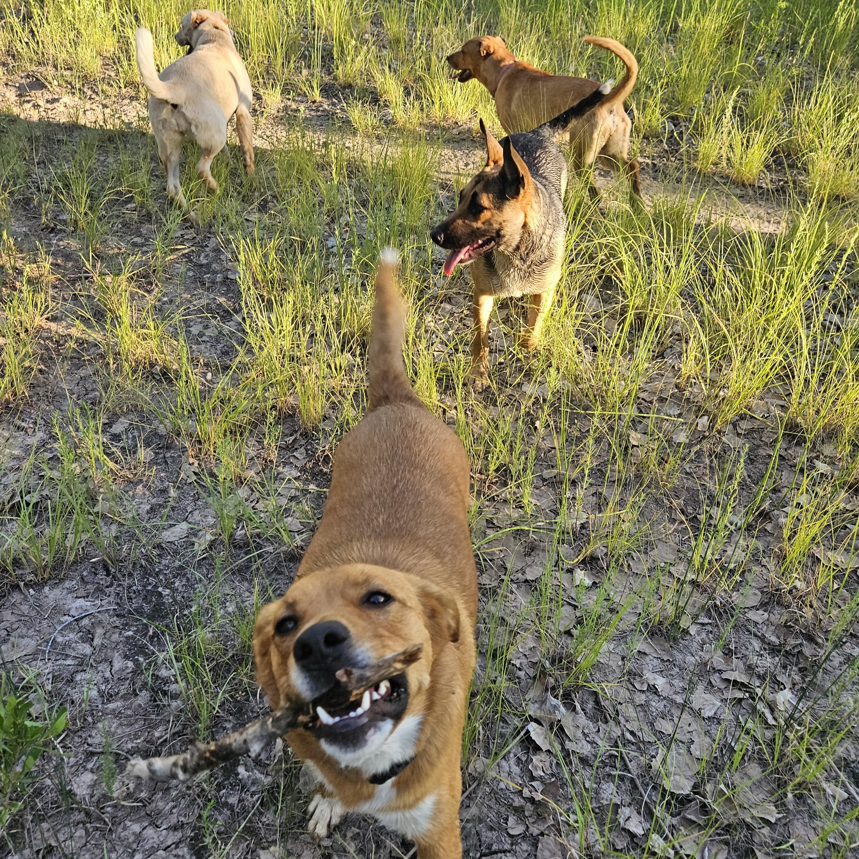 Enlarge Batman, a Adoptable mixed breed in Nucla, CO image 1/2