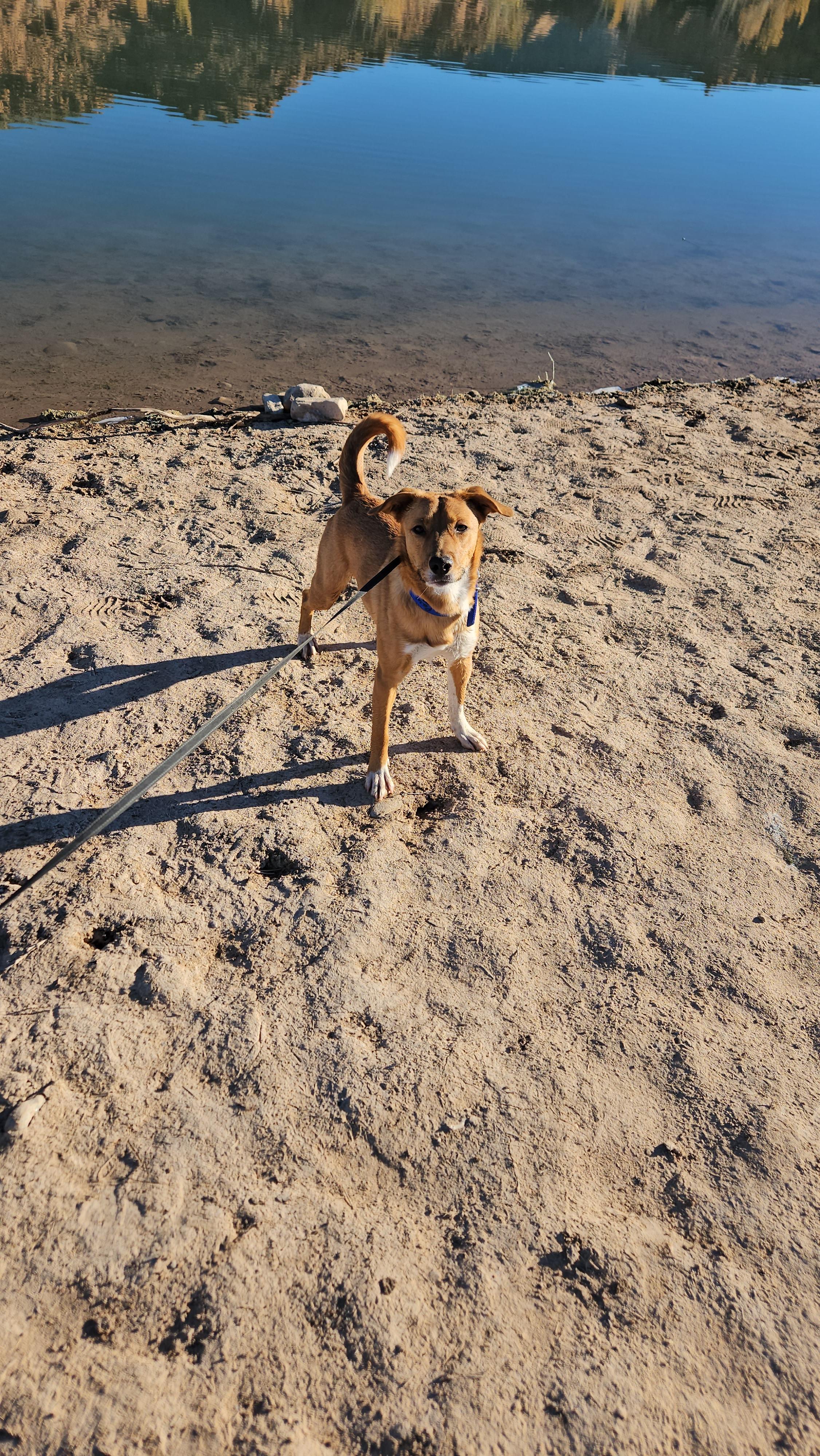 Enlarge Batman, a Adoptable mixed breed in Nucla, CO image 1/1