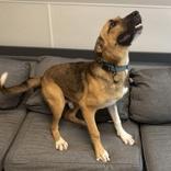 Enlarge Purdy, a ADOPTABLE Mixed Breed in Lansing, MI image 4/4
