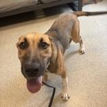 Enlarge Purdy, a ADOPTABLE Mixed Breed in Lansing, MI image 2/4