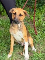 Enlarge Purdy, a ADOPTABLE Mixed Breed in Lansing, MI image 3/4