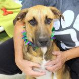 Enlarge Purdy, a ADOPTABLE Mixed Breed in Lansing, MI image 1/4