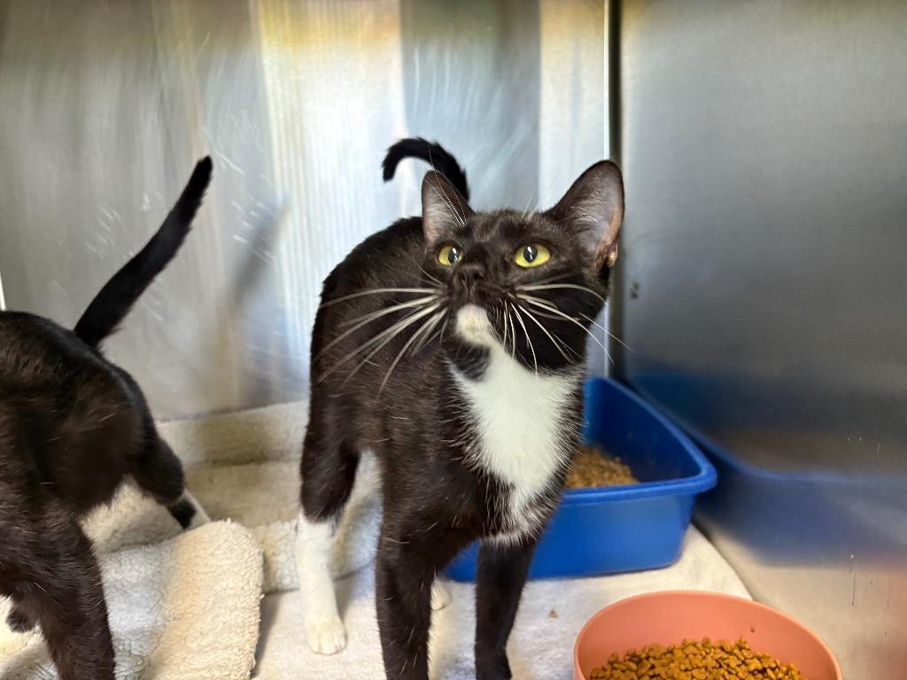 Hopscotch, Adoptable, Young Female Domestic Short Hair.