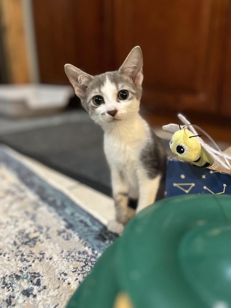 Lavish Laken, Adoptable, Kitten Female Domestic Short Hair & Tabby.