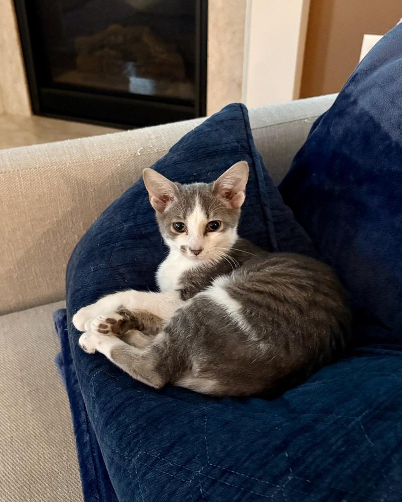 Enlarge Lavish Laken, a Adoptable mixed breed in Randolph, MA image 2/4