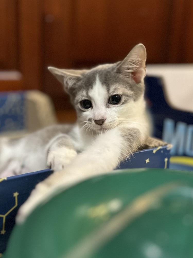 Enlarge Lavish Laken, a Adoptable mixed breed in Randolph, MA image 3/4