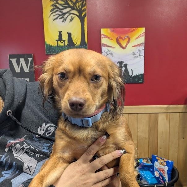 Nova, Adoptable, Young Female Dachshund.