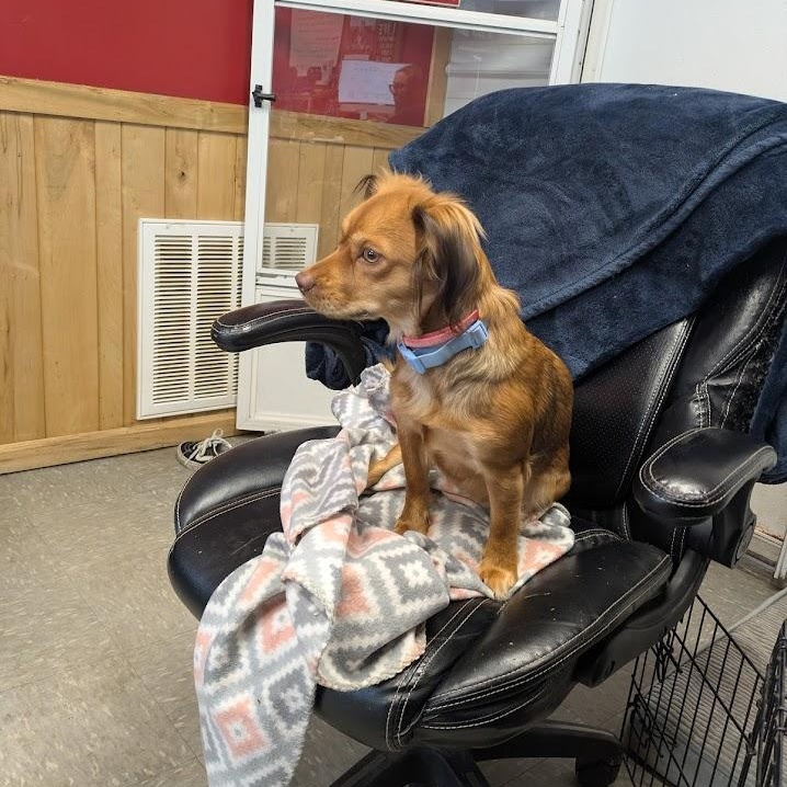 Enlarge Nova, a Adoptable Dachshund in Covington, VA image 2/5