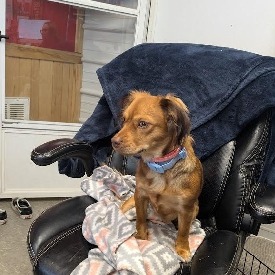 Enlarge Nova, a Adoptable Dachshund in Covington, VA image 3/5