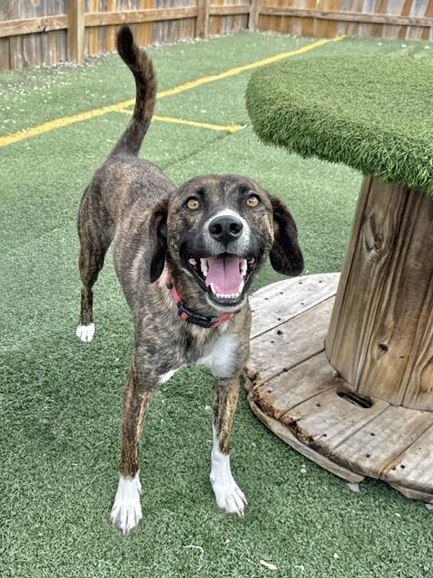 Enlarge Scout 1, an adopted Hound in Manchester, CT image 2/4