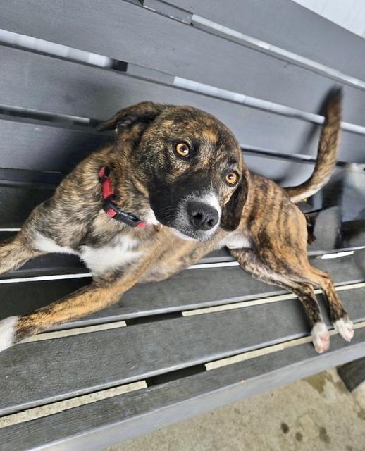 Enlarge Scout 1, an adopted Hound in Manchester, CT image 3/4