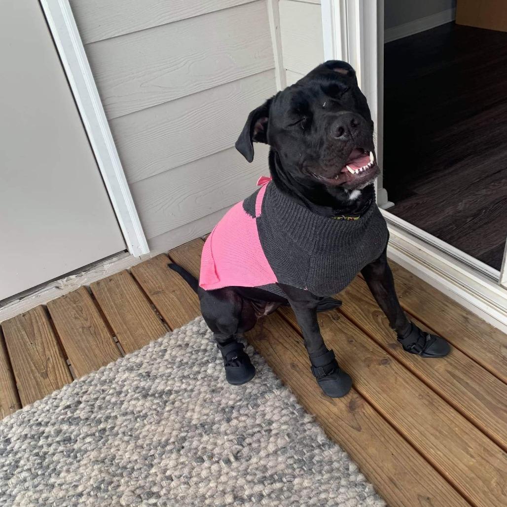 Enlarge Elphaba, a Adoptable American Bulldog in Colorado Springs, CO image 2/6