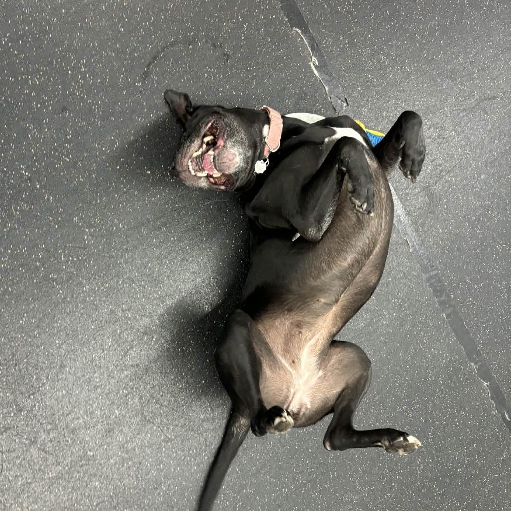 Enlarge Elphaba, a Adoptable American Bulldog in Colorado Springs, CO image 4/6