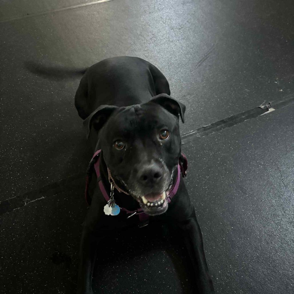 Enlarge Elphaba, a Adoptable American Bulldog in Colorado Springs, CO image 4/6