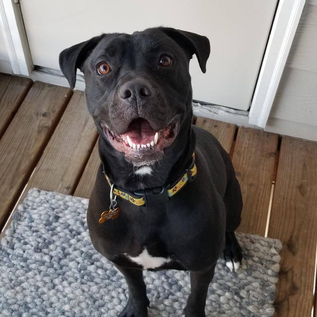 Enlarge Elphaba, a Adoptable American Bulldog in Colorado Springs, CO image 5/6