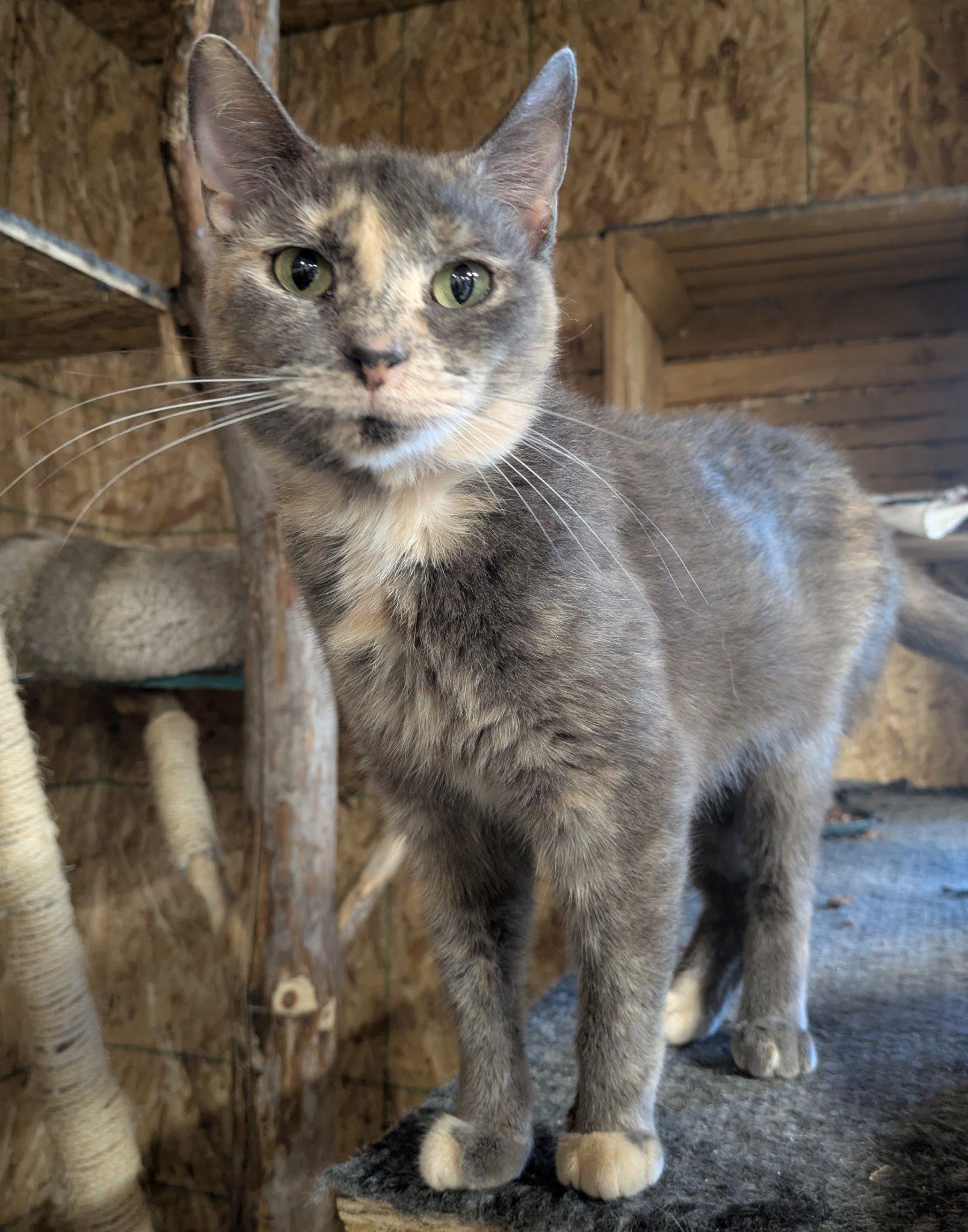 Faygo, a Adoptable Domestic Short Hair in Mears, MI image 1/3
