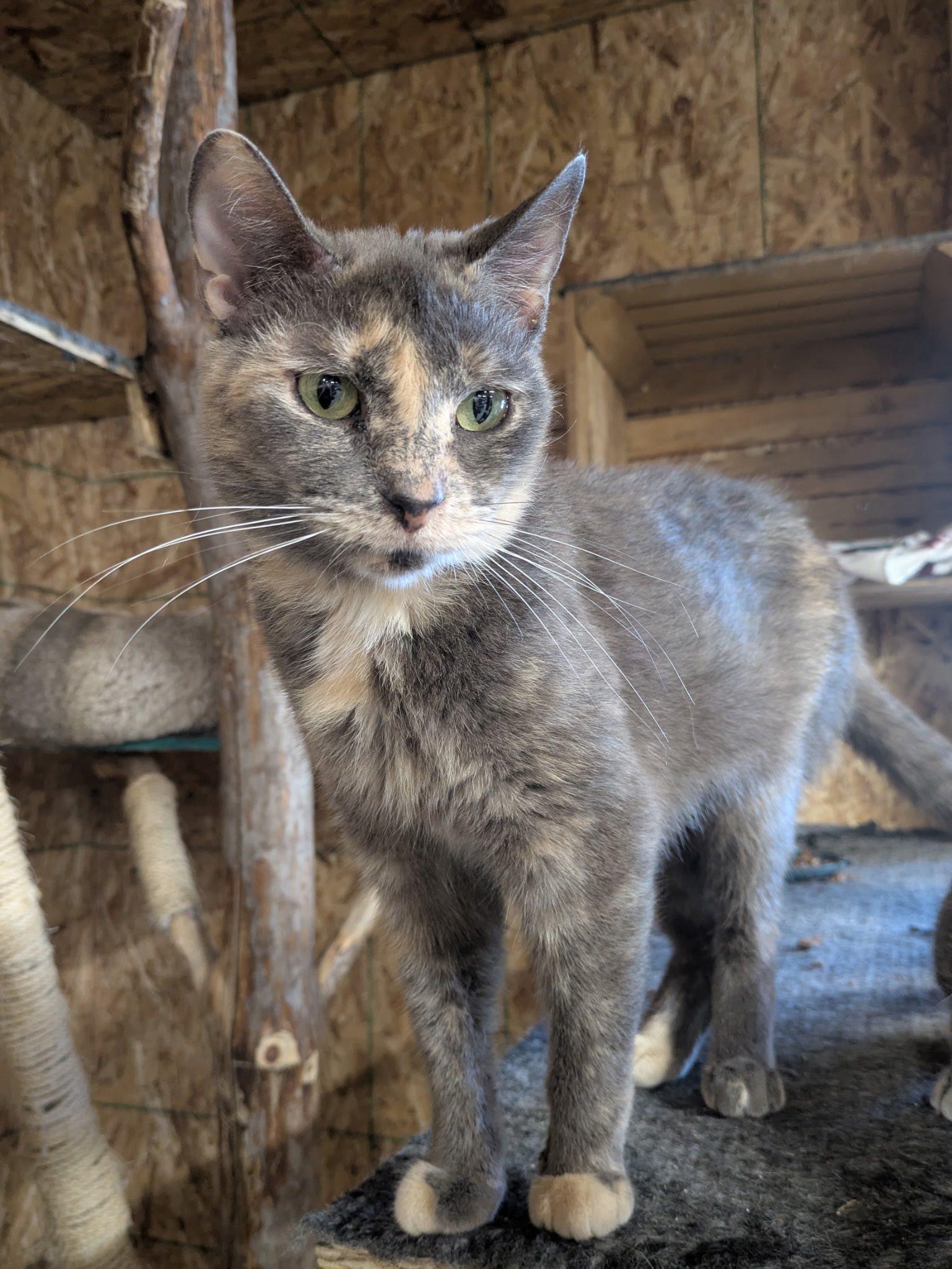 Faygo, a Adoptable Domestic Short Hair in Mears, MI image 2/3
