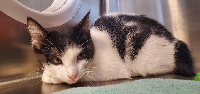 Treble, Adoptable, Kitten Female Domestic Short Hair.