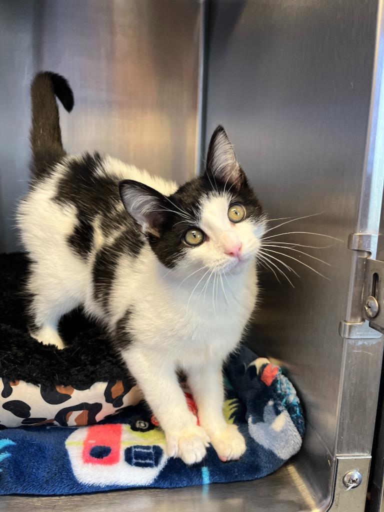 Enlarge Treble, a Adoptable mixed breed in Barron, WI image 2/6