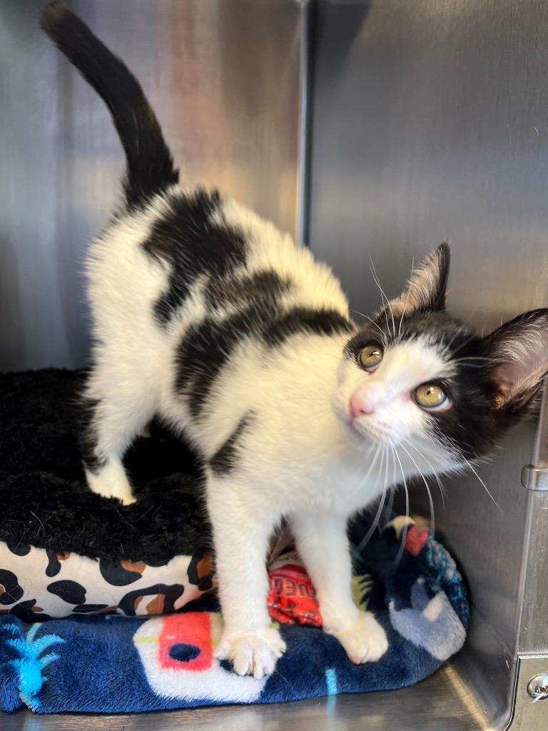 Enlarge Treble, a Adoptable mixed breed in Barron, WI image 3/6