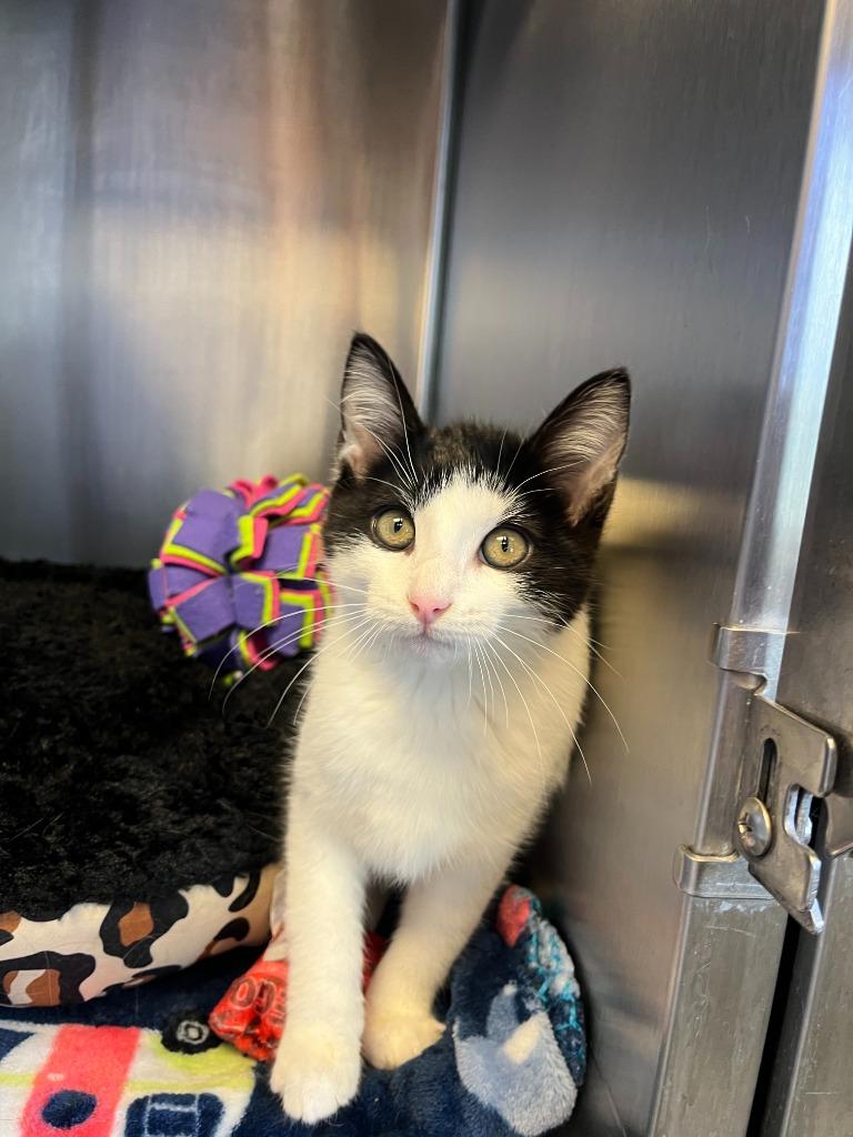 Enlarge Treble, a Adoptable mixed breed in Barron, WI image 4/6