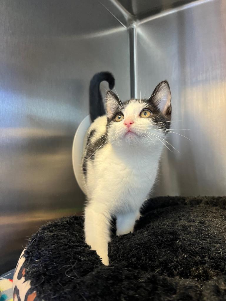 Enlarge Treble, a Adoptable mixed breed in Barron, WI image 5/6