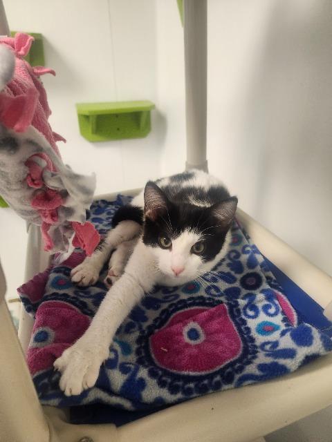 Enlarge Treble, a Adoptable mixed breed in Barron, WI image 6/6