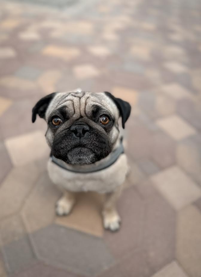 Leroy, a Adoptable Pug in Las Vegas, NV image 3/3