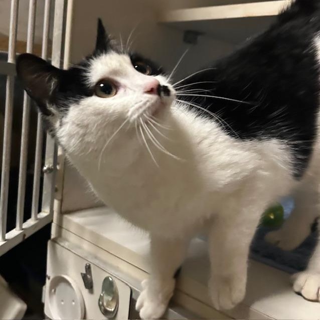 Enlarge Tilly, a ADOPTABLE mixed breed in Antioch, CA image 2/4