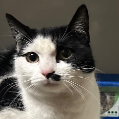 Enlarge Tilly, a ADOPTABLE mixed breed in Antioch, CA image 3/4