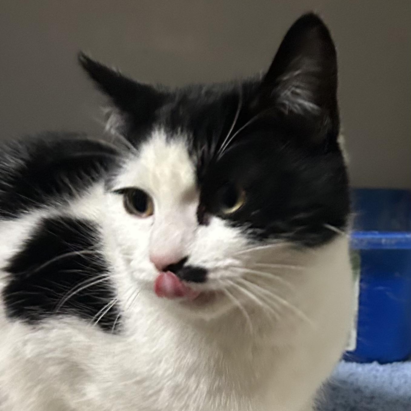 Enlarge Tilly, a ADOPTABLE mixed breed in Antioch, CA image 4/4