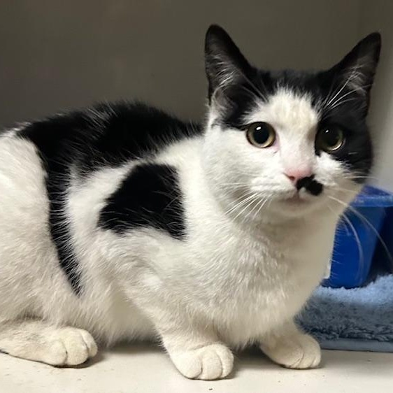 Tilly, ADOPTABLE, Young Female Domestic Short Hair.