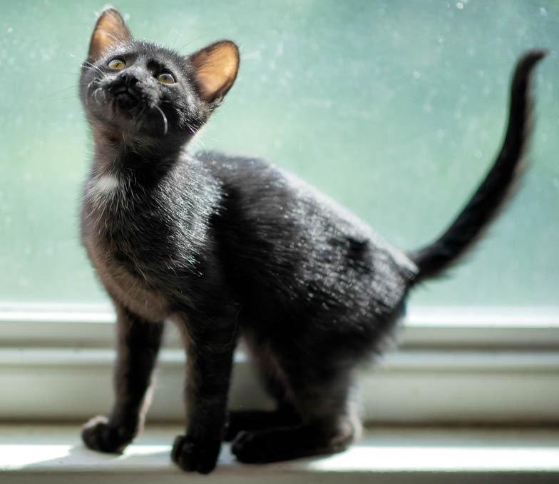 Tucker, a Adopted Domestic Short Hair in San Jose, CA image 1/3