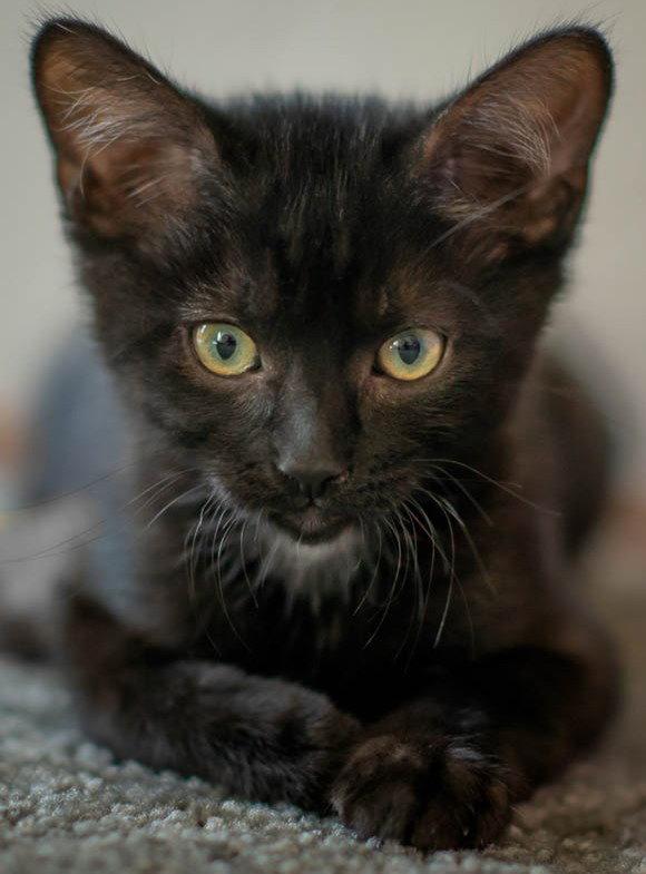 Tucker, a Adopted Domestic Short Hair in San Jose, CA image 2/3