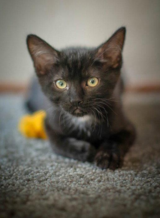 Tucker, a Adopted Domestic Short Hair in San Jose, CA image 3/3