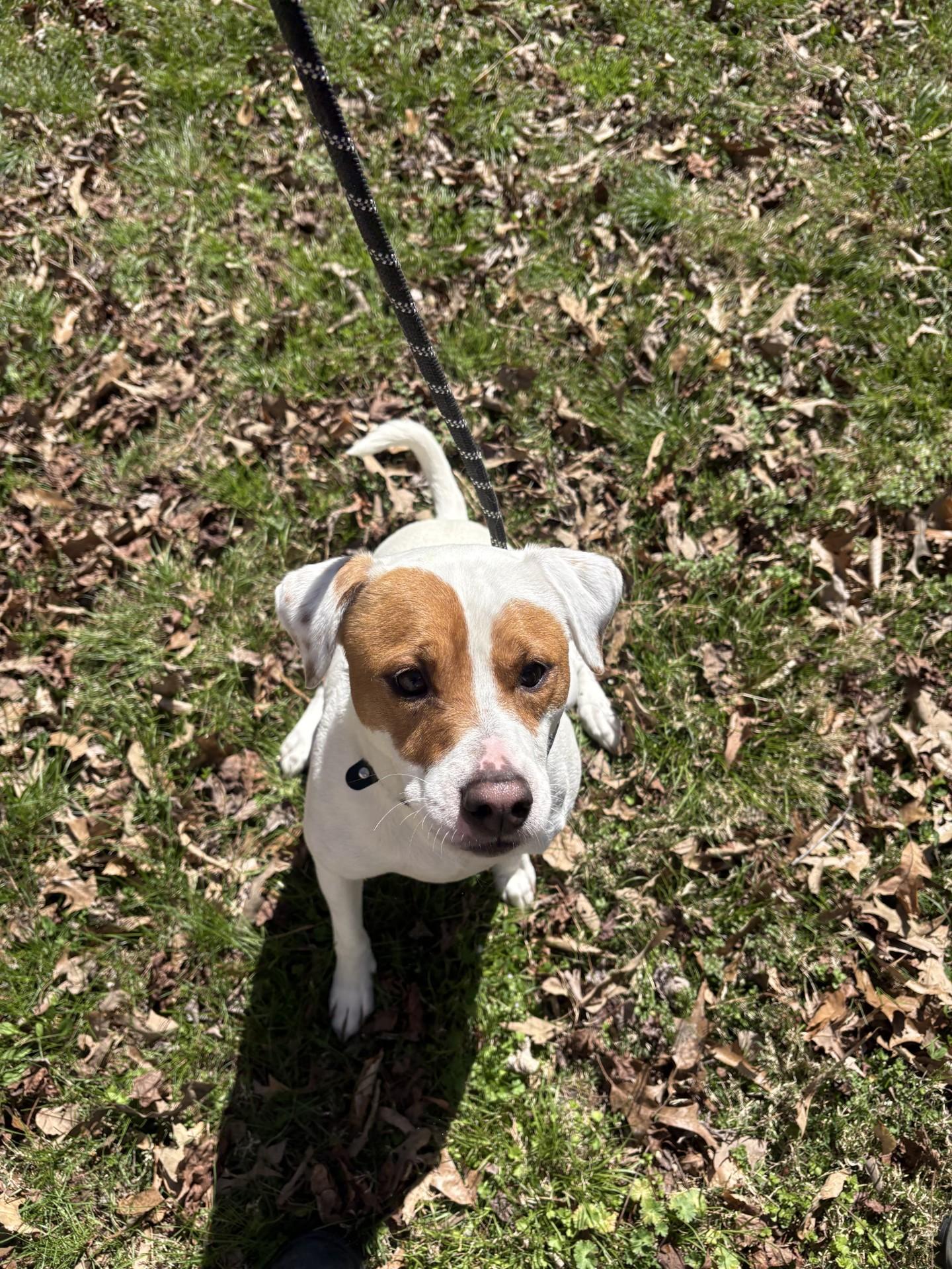 Tucker, ADOPTABLE, Adult Male Jack Russell Terrier & Pit Bull Terrier.