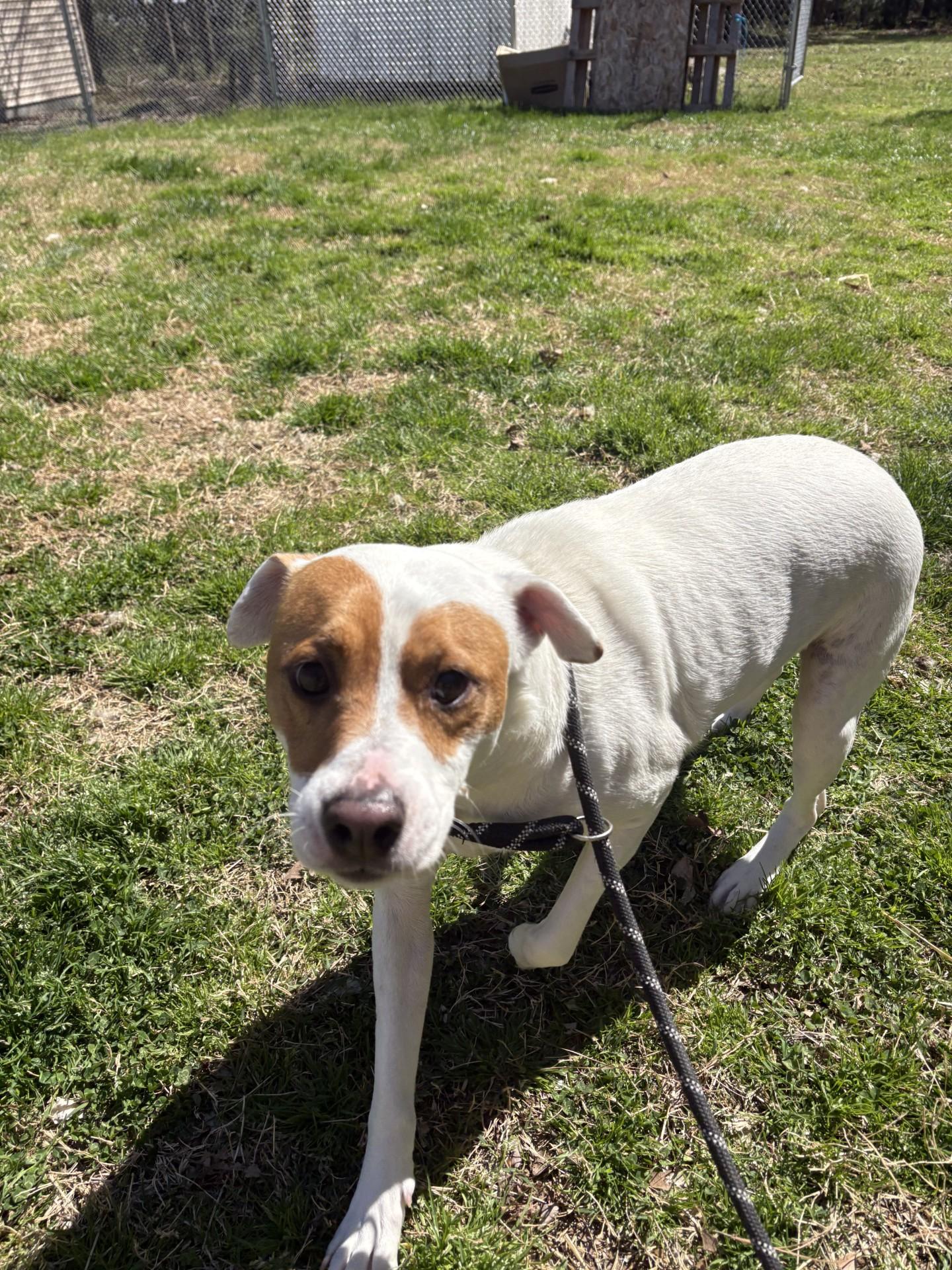 Enlarge Tucker, a ADOPTABLE mixed breed in Ashland, VA image 2/4