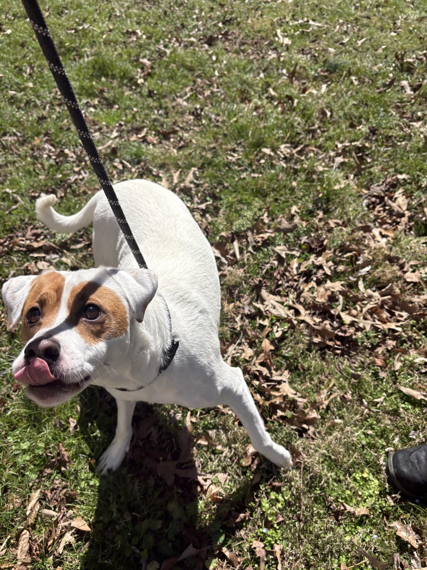 Enlarge Tucker, a ADOPTABLE mixed breed in Ashland, VA image 4/4