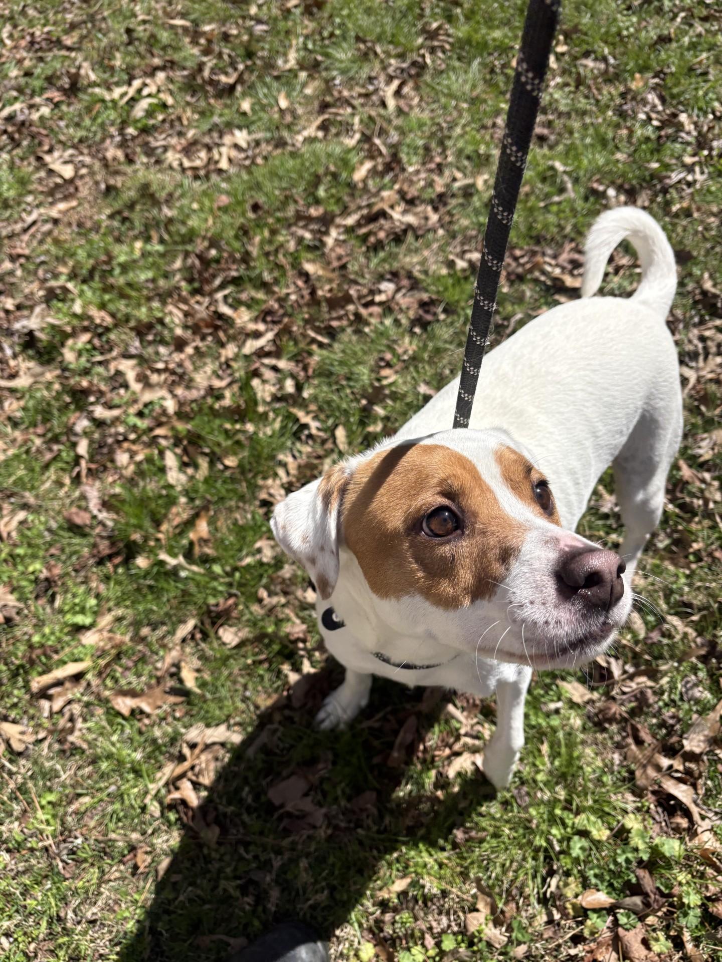 Enlarge Tucker, a ADOPTABLE mixed breed in Ashland, VA image 3/4