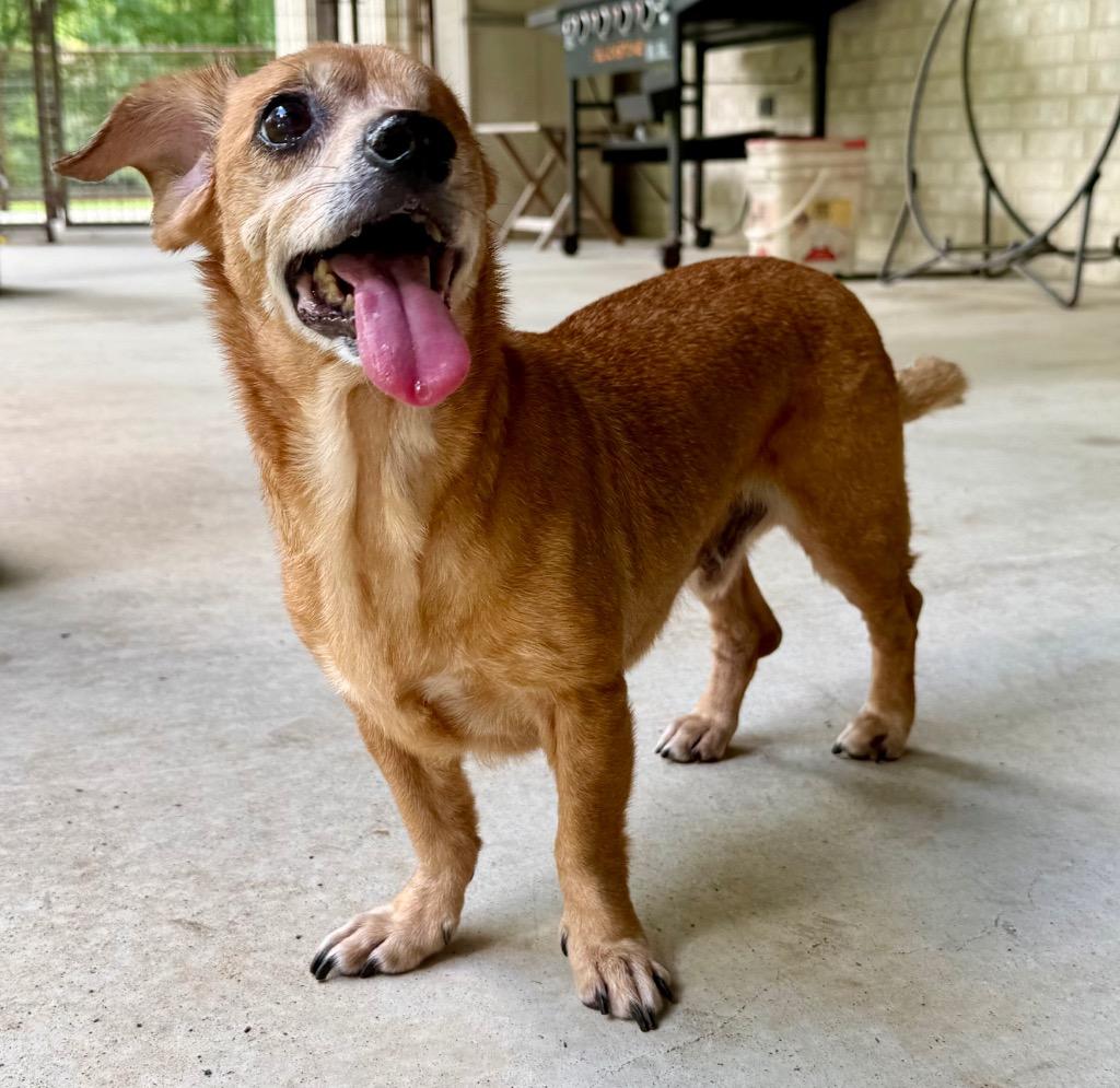 Bobby, Adoptable, Senior Male Chihuahua & Dachshund.