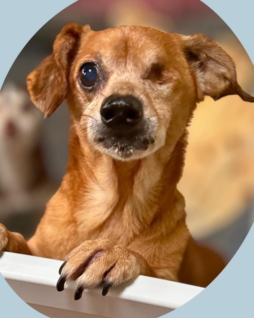 Bobby, a Adoptable mixed breed in Bryan, TX image 2/3