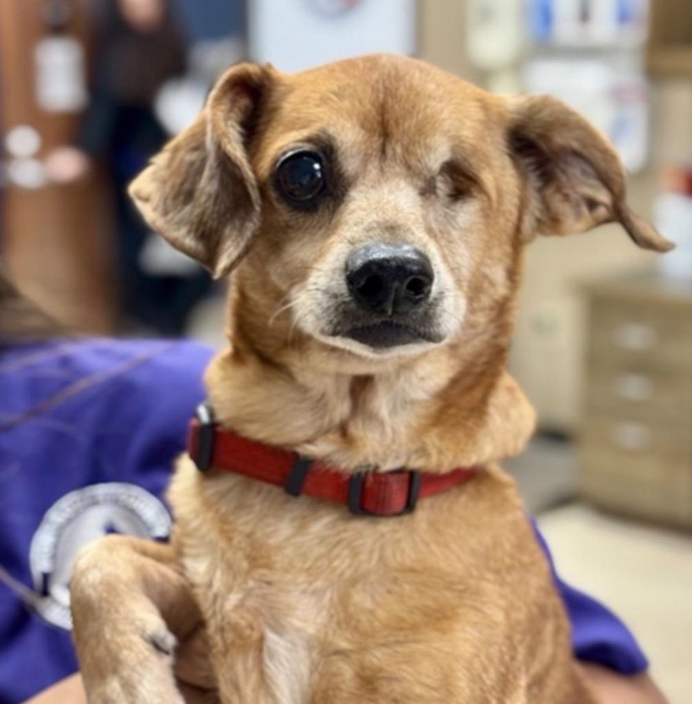 Bobby, a Adoptable mixed breed in Bryan, TX image 3/3
