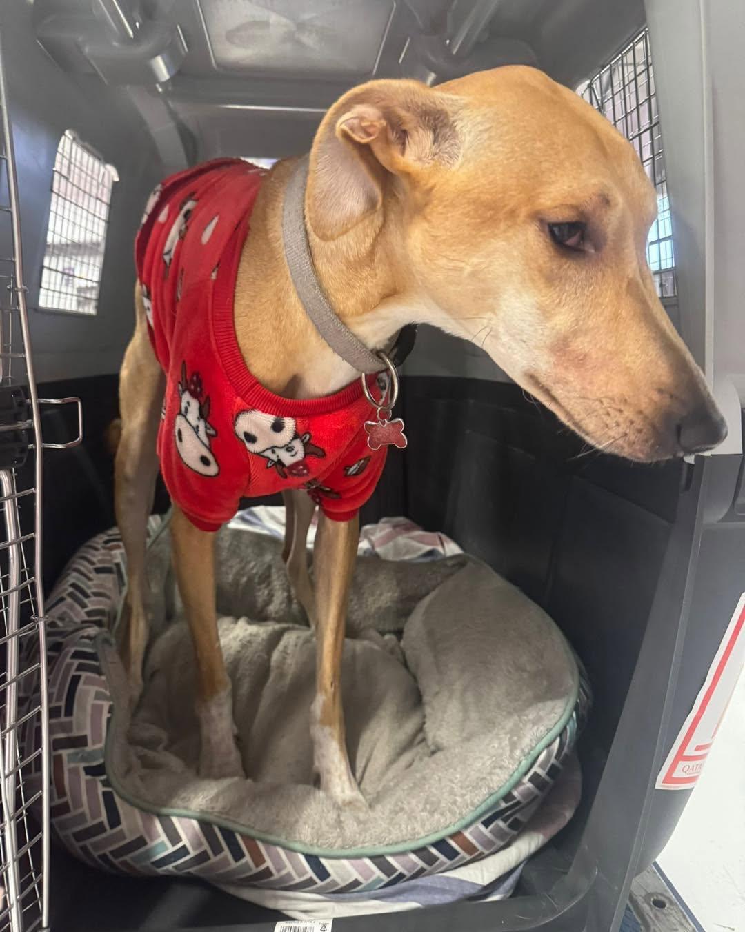 Wish, ADOPTABLE, Adult Male Saluki.