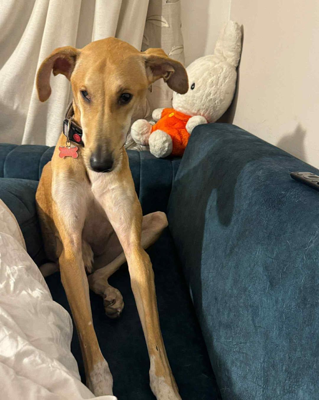Enlarge Wish, a ADOPTABLE mixed breed in Alexandria , VA image 5/5