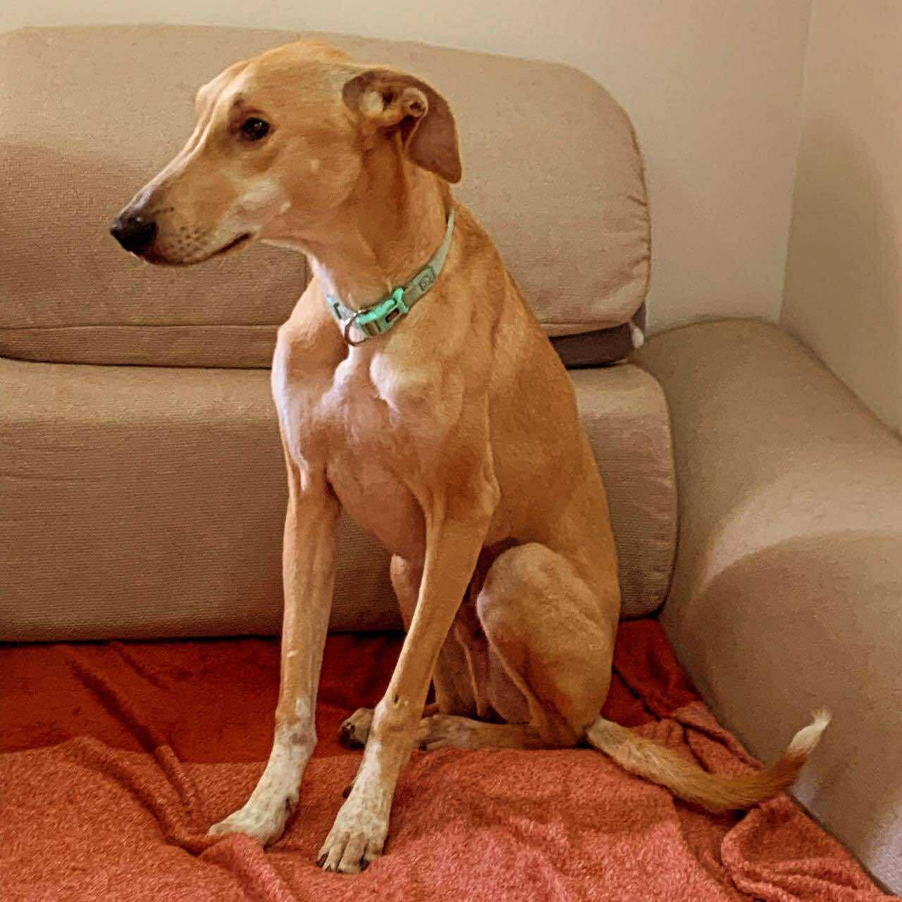 Enlarge Wish, a ADOPTABLE mixed breed in Alexandria , VA image 3/5
