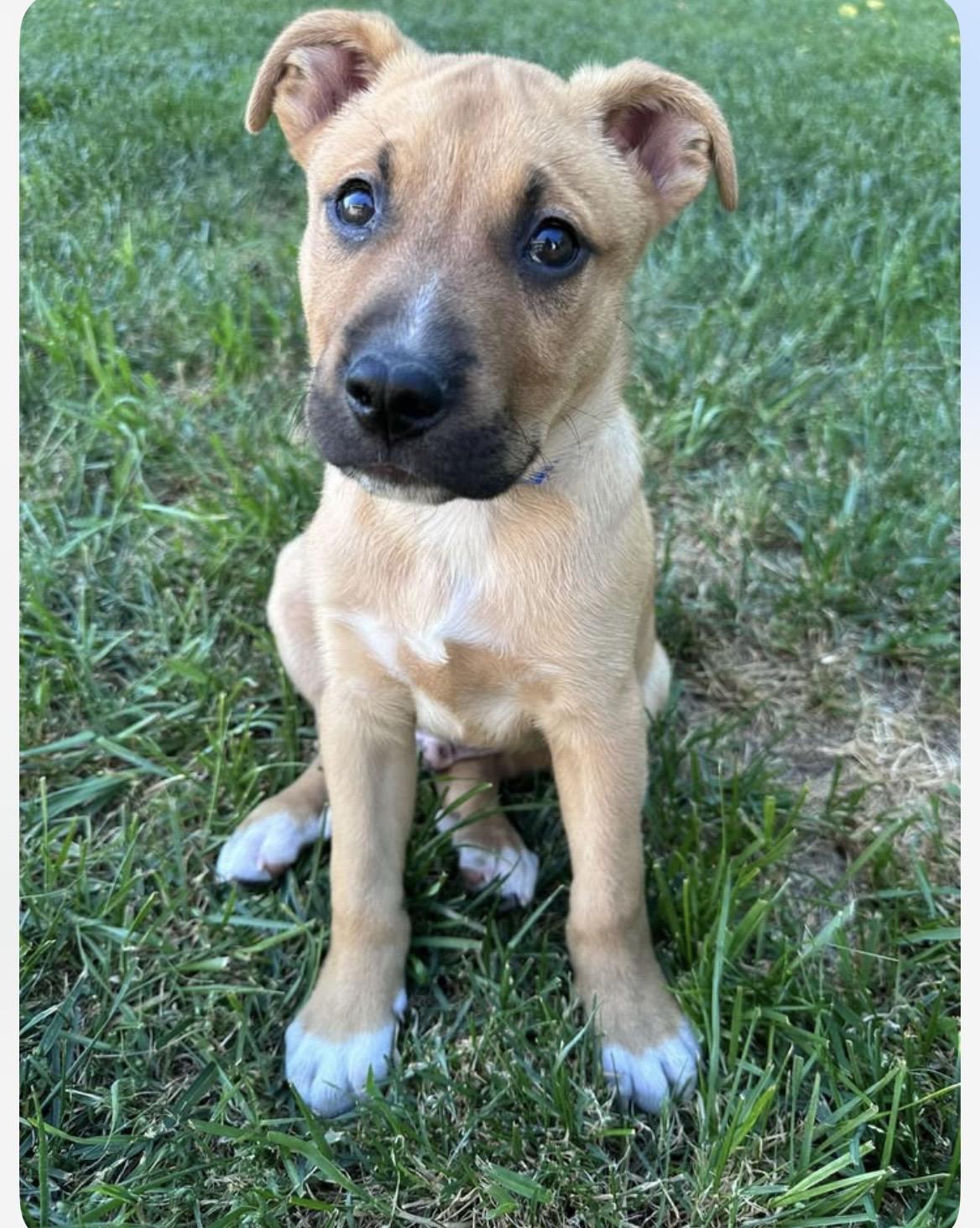 Enlarge Pickles, an adopted mixed breed in Kannapolis, NC image 2/6