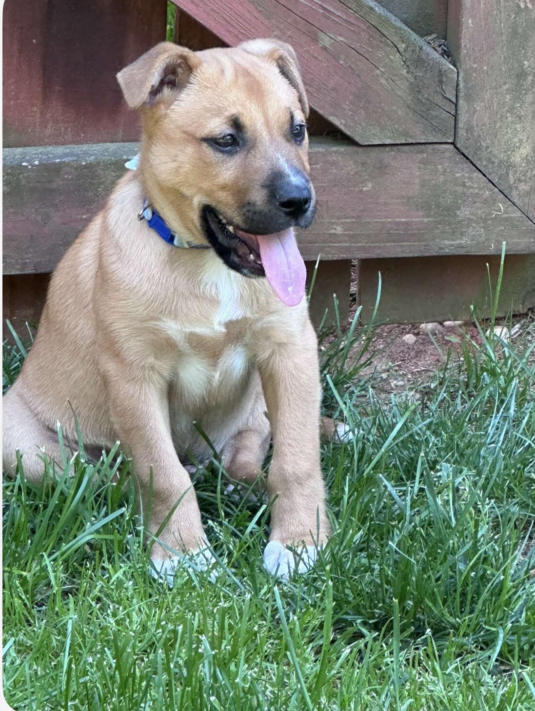 Enlarge Pickles, an adopted mixed breed in Kannapolis, NC image 3/6