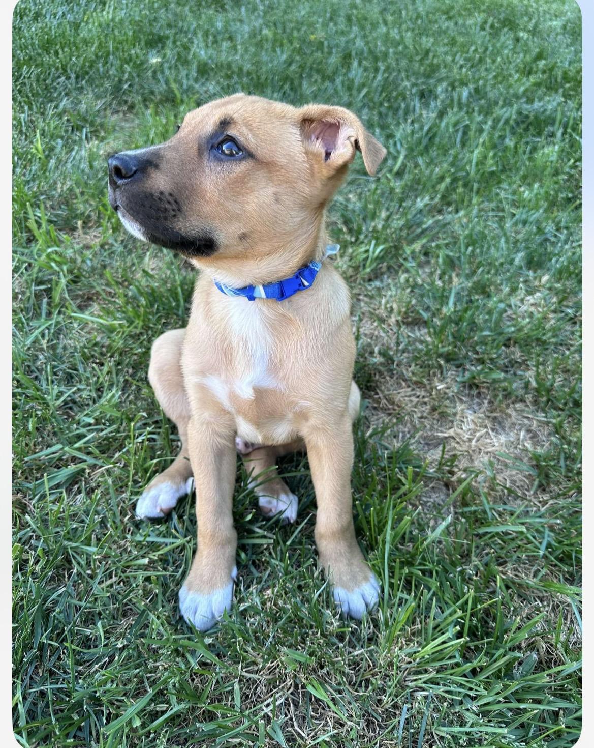 Enlarge Pickles, an adopted mixed breed in Kannapolis, NC image 4/6